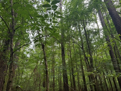 45 Acre Timberland Hunting Lincoln County South MS - image 13