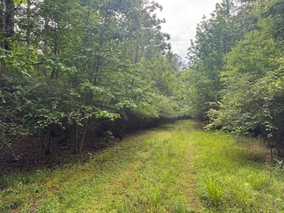 45 Acre Timberland Hunting Lincoln County South MS - image 8