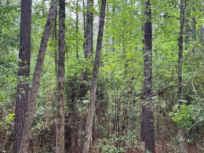 45 Acre Timberland Hunting Lincoln County South MS - image 14