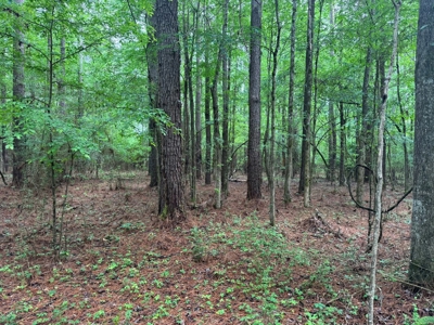 45 Acre Timberland Hunting Lincoln County South MS - image 7