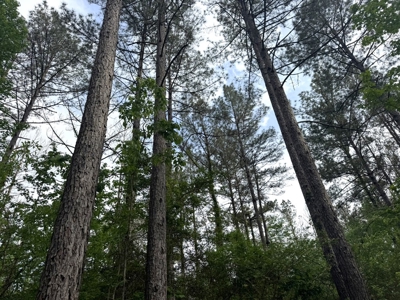 45 Acre Timberland Hunting Lincoln County South MS - image 3