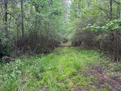 45 Acre Timberland Hunting Lincoln County South MS - image 15