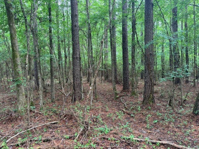 45 Acre Timberland Hunting Lincoln County South MS - image 6