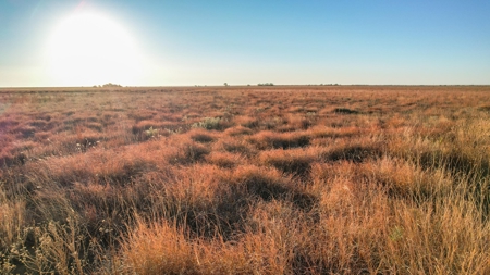 West Texas CRP Tract with Hunting Potential in Lamb County - image 14