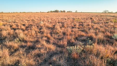 West Texas CRP Tract with Hunting Potential in Lamb County - image 8