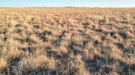 West Texas CRP Tract with Hunting Potential in Lamb County - image 30