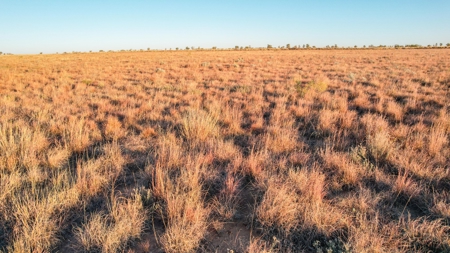 West Texas CRP Tract with Hunting Potential in Lamb County - image 9