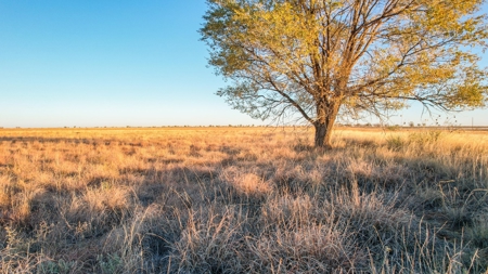 West Texas CRP Tract with Hunting Potential in Lamb County - image 6