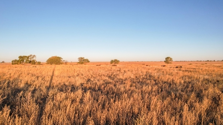 West Texas CRP Tract with Hunting Potential in Lamb County - image 1
