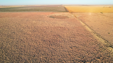 West Texas CRP Tract with Hunting Potential in Lamb County - image 13
