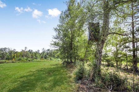 Affordable Land for Sale in Pike County, MS - image 5
