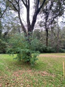 Land for Development in Center, TX - image 7