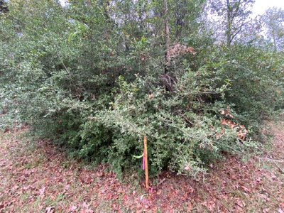 Land for Development in Center, TX - image 13