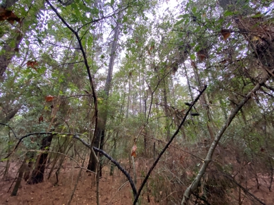 Land for Development in Center, TX - image 23