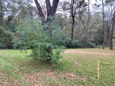 Land for Development in Center, TX - image 6