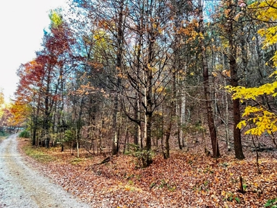Wooded Lot For Sale In Wytheville VA - image 2