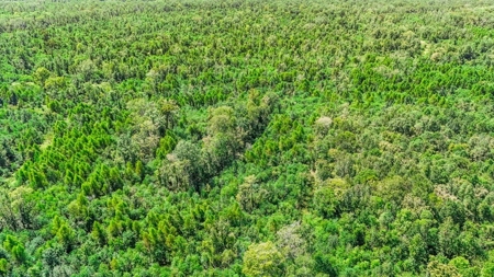 196 Acre Sportsman's Paradise Pointe Coupee Parish, LA - image 6