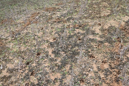 100 Commercial Acres,  Direct I-40 Frontage - image 32