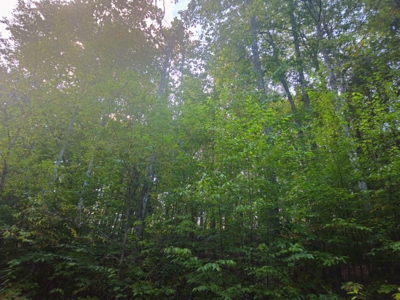 Land for Sale in Tazewell VA - image 11