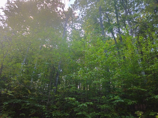 Land for Sale in Tazewell VA