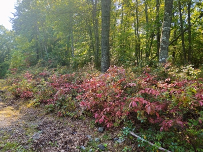 Land for Sale in Tazewell VA - image 3