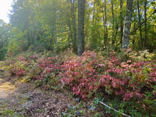 Land for Sale in Tazewell VA