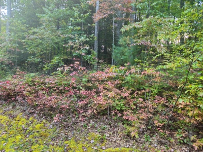 Land for Sale in Tazewell VA - image 9