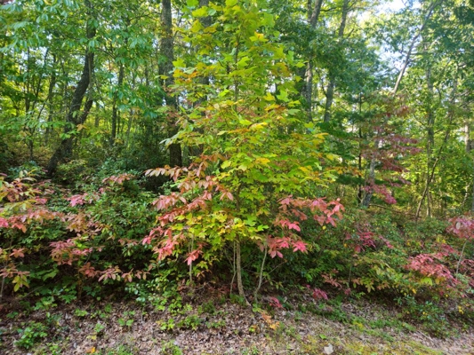 Land for Sale in Tazewell VA