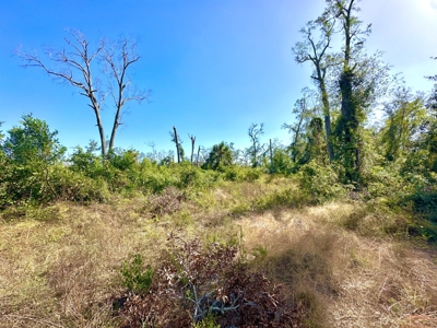 Land For Sale In Lafayette County!!! - image 3