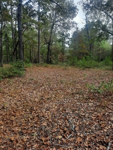 Country Acreage 17.33 Crockett, TX - image 2