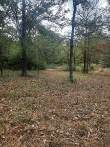 Country Acreage 17.33 Crockett, TX - image 17