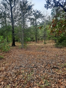 Country Acreage 17.33 Crockett, TX - image 19