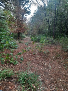 Country Acreage 17.33 Crockett, TX - image 7