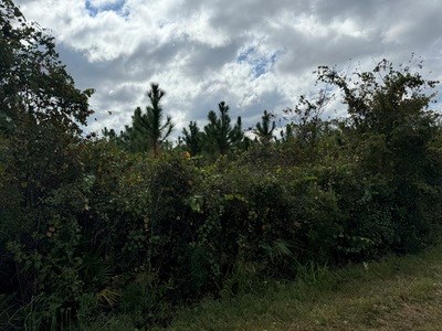 Acreage For Sale North Of Lake City Florida - image 9