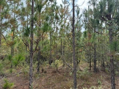 Acreage For Sale North Of Lake City Florida - image 11