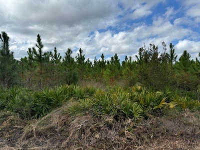 Acreage For Sale North Of Lake City Florida - image 7