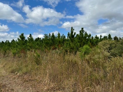 Acreage For Sale North Of Lake City Florida - image 12