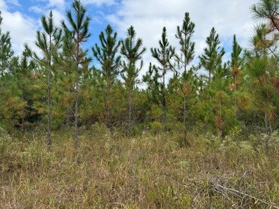 Acreage For Sale North Of Lake City Florida - image 3
