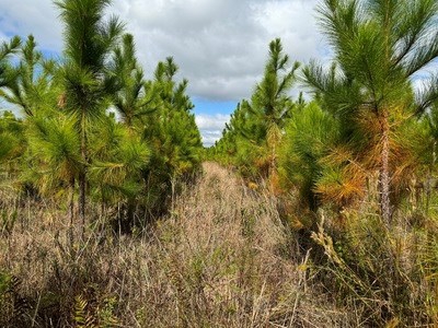 Acreage For Sale North Of Lake City Florida - image 13