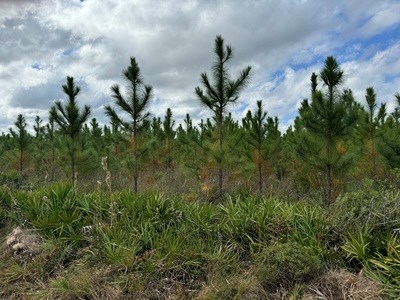 Acreage For Sale North Of Lake City Florida - image 1