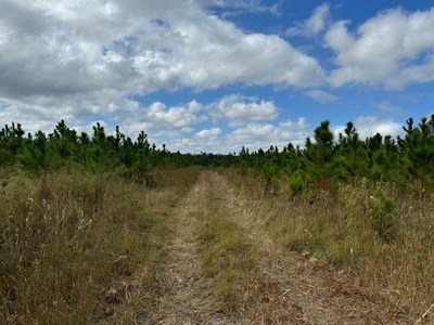 Acreage For Sale North Of Lake City Florida - image 2