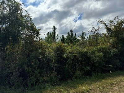 Acreage For Sale North Of Lake City Florida - image 5