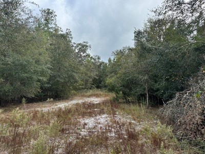 95 Acres For Sale In Lake City Florida North Of Town - image 4