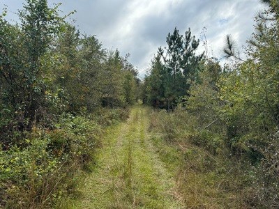 95 Acres For Sale In Lake City Florida North Of Town - image 3