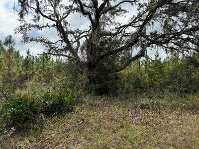 95 Acres For Sale In Lake City Florida North Of Town - image 1