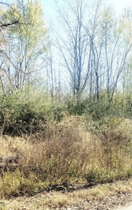 Vacant Land For Sale - image 2