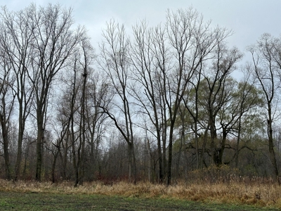 Tillable land, Hunting Land, And Buildable Ripon WI - image 23