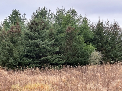Tillable land, Hunting Land, And Buildable Ripon WI - image 37