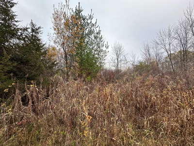 Tillable land, Hunting Land, And Buildable Ripon WI - image 27