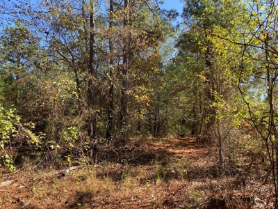 East TX Land for Sale Near Tyler in Smith County Wooded Land - image 13